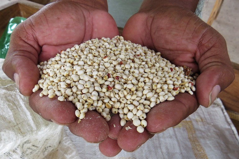 Making tortillas without the main ingredient is possible using the grains in this photo. This photo shows two hands cupping a pile of small, round, white grains.