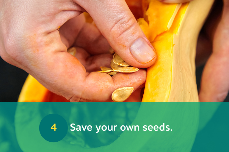 Five food resolutions for 2021, resolution 4: Save your own seeds. Image of a hand pulling seeds out of a halved butternut squash.