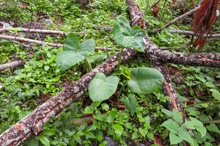 Agroforestry feeds communities in Timor-Leste. This is an image of the forest floor featuring branches and a large-fronded plant.
