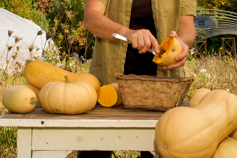 Seed farmer reflects on pandemic: Table set up in a farm field. Table holds squash of various shapes and sizes. a pair of hands holds half a squash and uses a spoon to dig the guts and seeds out of the squash.