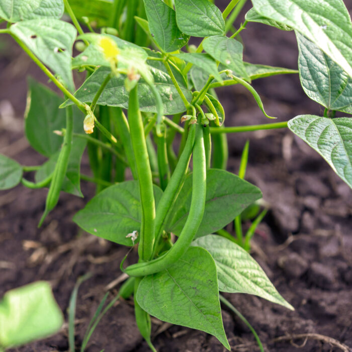 Learn how to plant, grow and save bean seeds - short, branchy bean plant growing in dark soil. Several bean pods and flowers are growing from the plant.