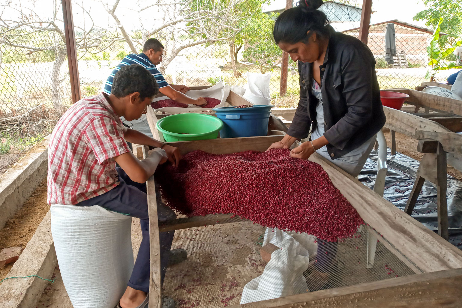 Rural to urban connection is building food sovereignty in Nicaragua - A youth and a young woman are hunched over a table covered in red beans.
