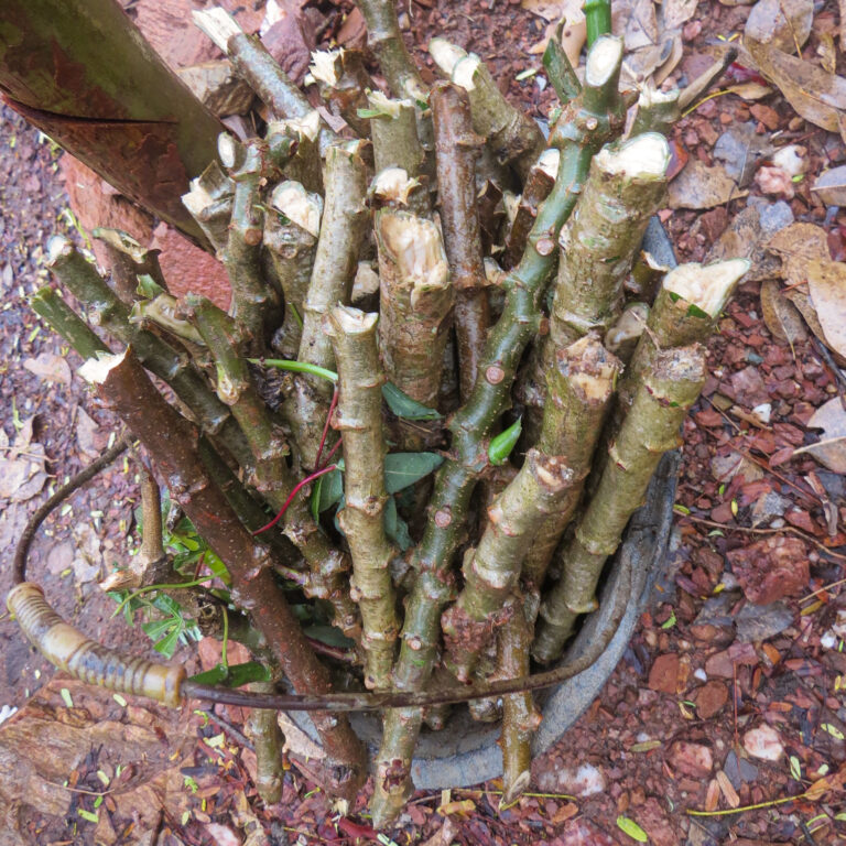 Where is cassava from? SeedChange SeedChange