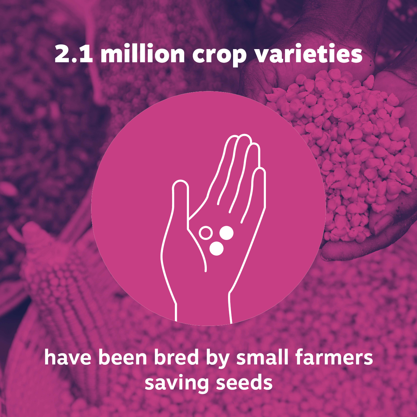World Food Day - Who really feeds the world?  2.1 million crop varieties  have been bred by farmers saving seeds