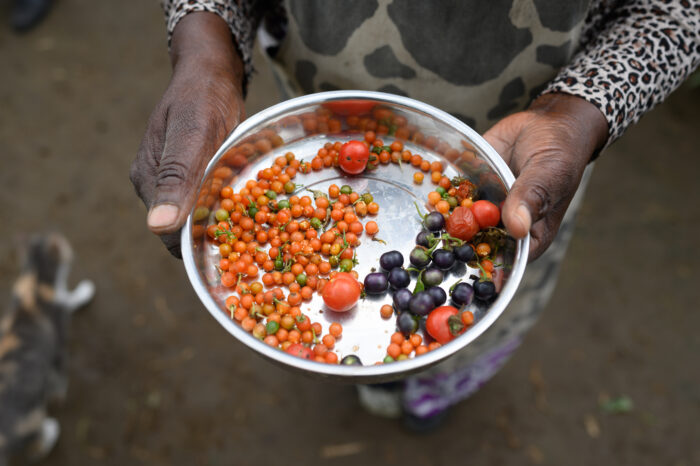 Salome Wairimu showing some seeds harvested from her food forest in Mbegi-Nakuru County, Kenya 2022.