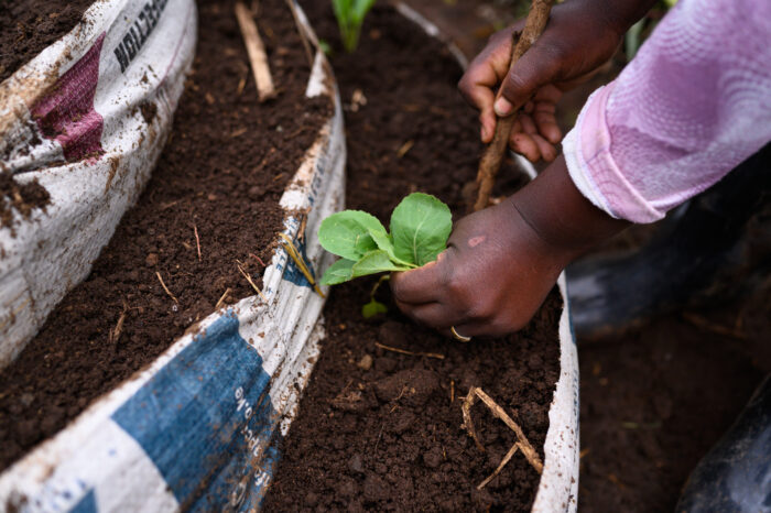 Spiral Garden planting. Gema-Nakuru County, Kenya 2022.